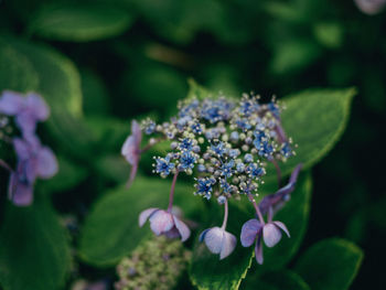 Close-up of purple flowering plant