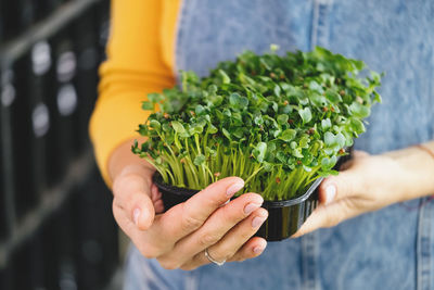 Box of microgreen in woman hands, small business indoor vertical farm vegetarian vitamin fresh food.