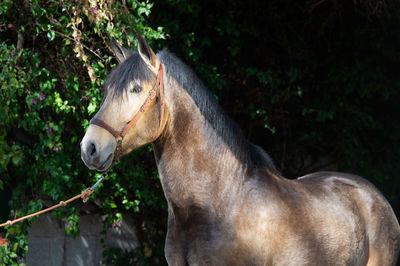 View of a horse on land