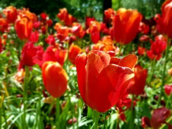 Close-up of red poppy blooming outdoors