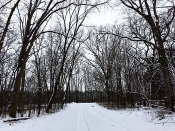 Road passing through bare trees