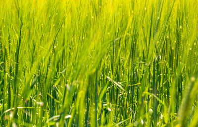 Full frame shot of corn field