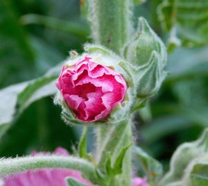 Close-up of pink flower blooming in park