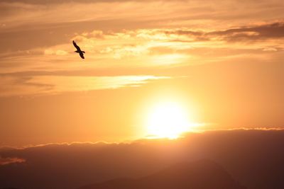 Silhouette bird flying in sky during sunset