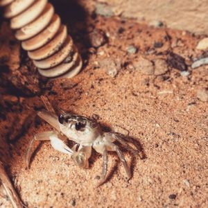 High angle view of spider on field