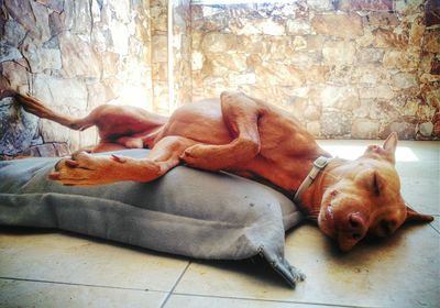 Close-up of dog sleeping with pillow on floor