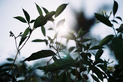 Low angle view of leaves against sky