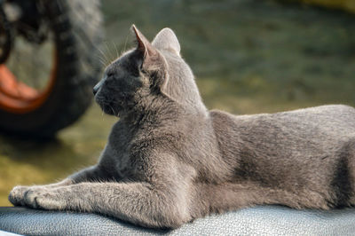 Close-up of an animal. sitting cat