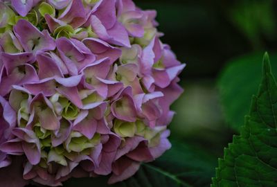 Close-up of purple flowering plant