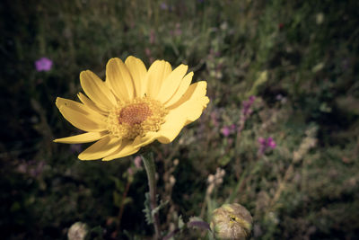 Close-up of yellow flowering plant on field