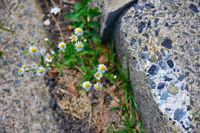 High angle view of flowering plant on field