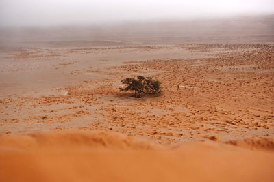 View of cat on sand land