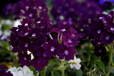 Close-up of purple flowering plant