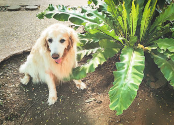 Portrait of dog