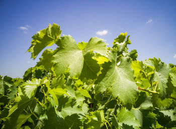 Low angle view of plants against sky