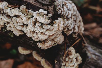 Close-up of mushrooms growing on tree