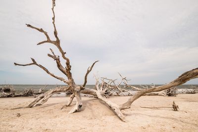 Bare tree on sand against sky