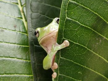 Close-up of lizard on leaf