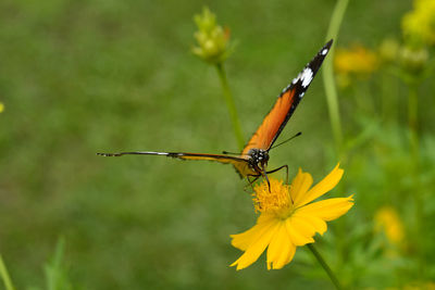 Common tiger, danaus genutia butterfly on a yellow cosmos flower.