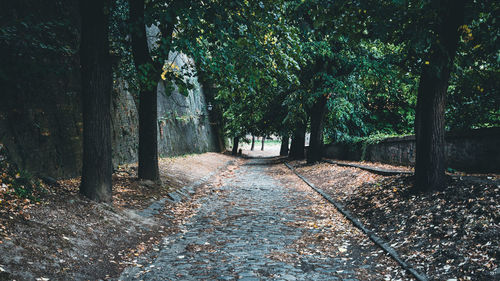 Footpath amidst trees in forest