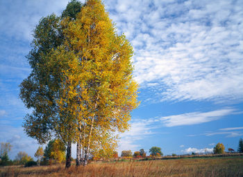 Tree against sky