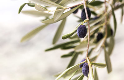 Detail of a bunch of ligurian olives used to produce high quality italian oil