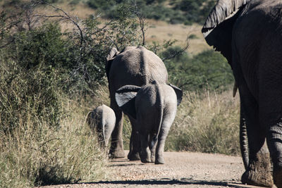 Elephant standing on field against trees