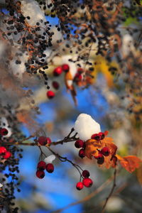 Close-up of flowers on tree