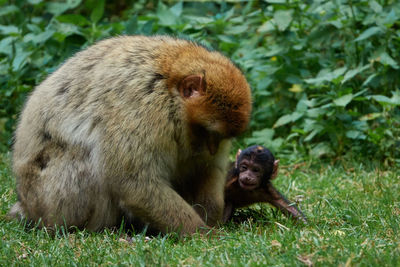 Close-up of monkey on grass