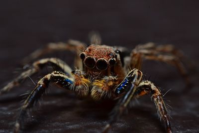 Close-up of spider