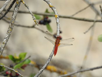 Close-up of insect on twig