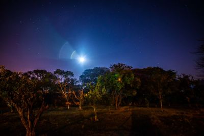 Low angle view of trees against sky at night