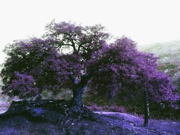 Low angle view of flower tree against sky