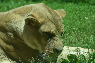 Close-up of a cat lying on grass