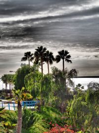 Palm trees by sea against sky