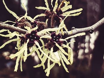 Close-up of flower plant