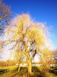 Scenic view of grassy field against blue sky