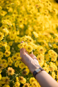 Midsection of person holding yellow flowering plant