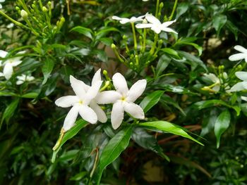 Close-up of white flowering plant