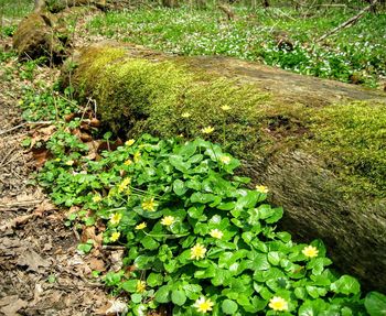 Plants growing on rocks