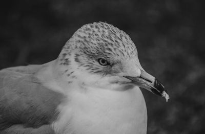 Close-up of seagull