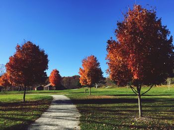 Autumn trees in park against clear sky