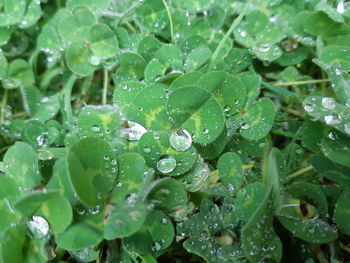 Close-up of water drops on leaves