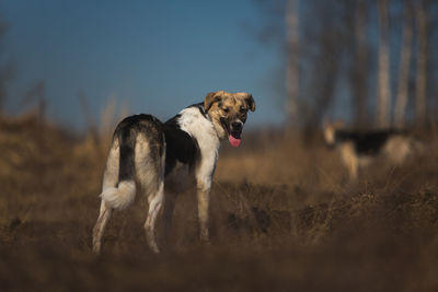 Dog running in a field