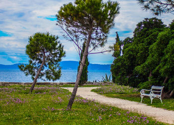 Trees growing on landscape