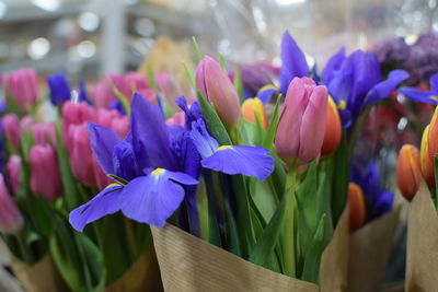 Close-up of purple tulips