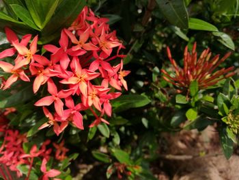 Close-up of red flowers blooming outdoors