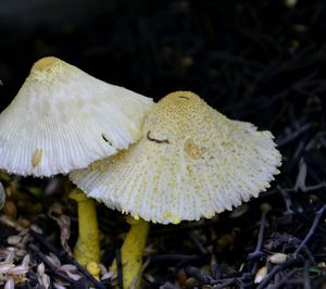 Close-up of fly agaric mushroom