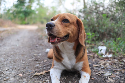 Dog looking away on field