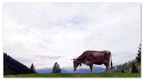 Cows on field against sky